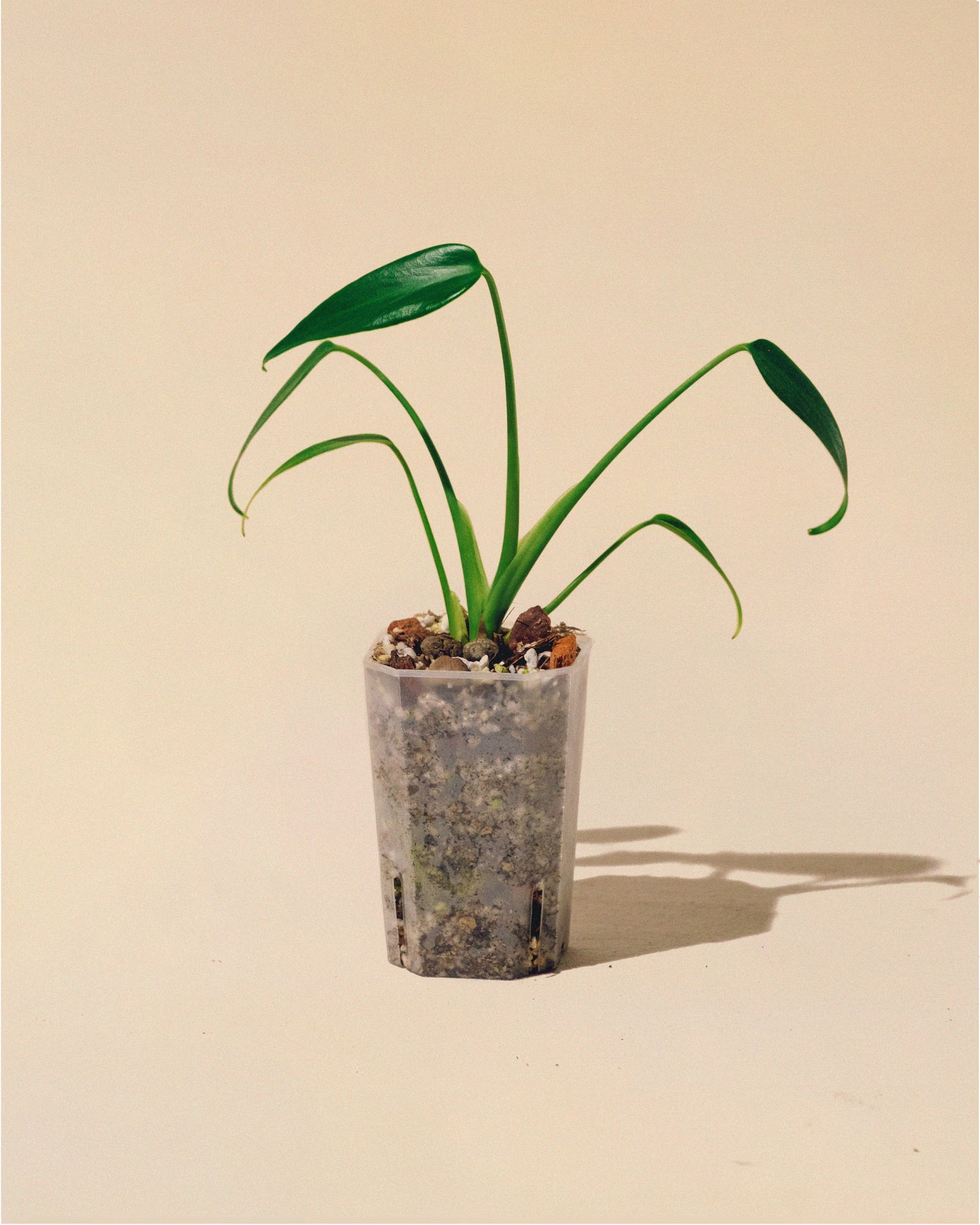 MONSTERA BURLE MARX FLAME BABY 03