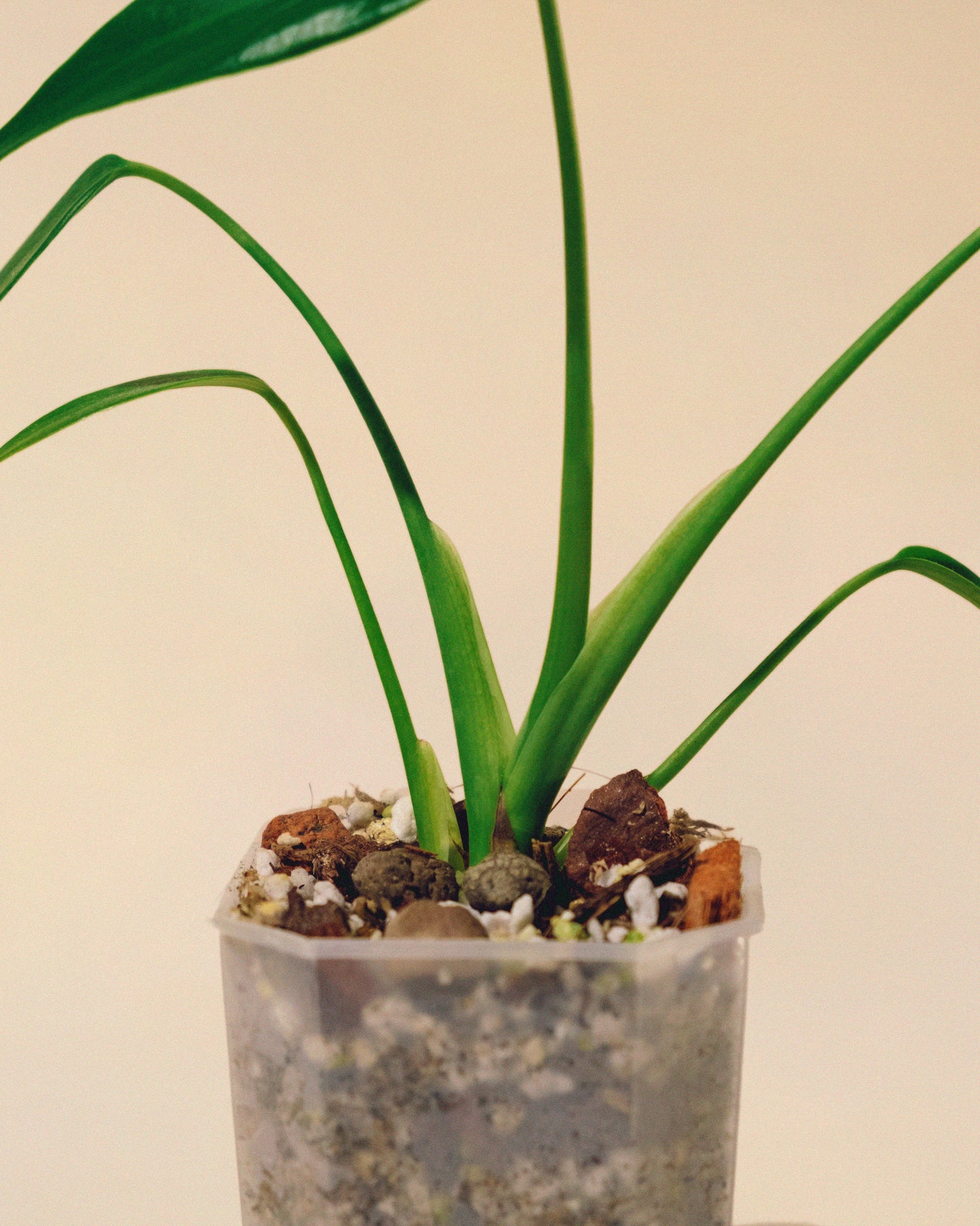 MONSTERA BURLE MARX FLAME BABY 03