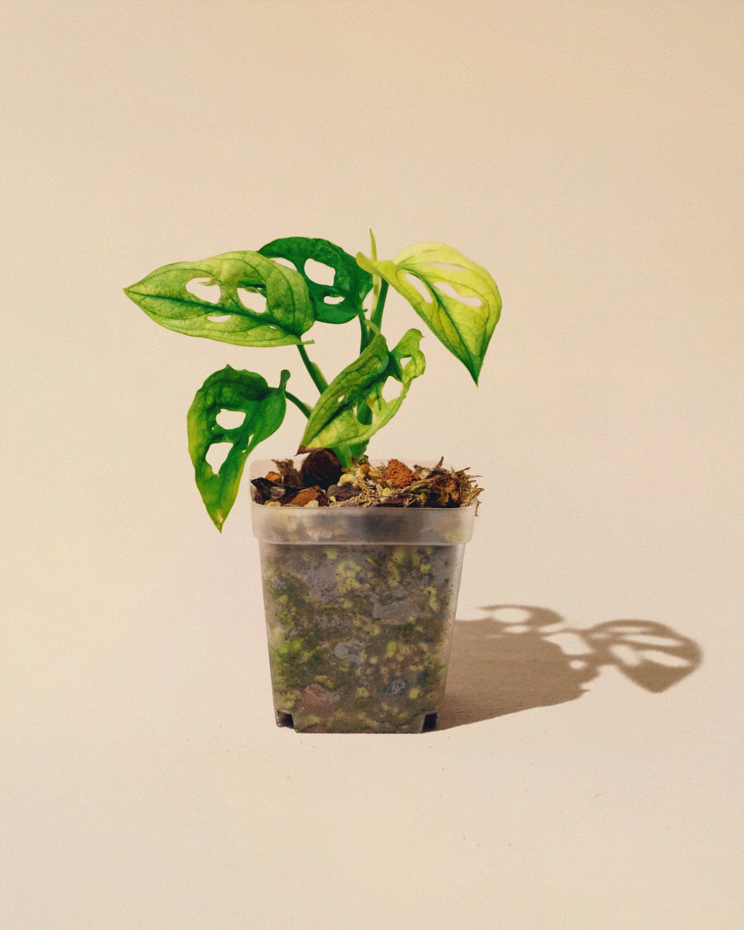 MONSTERA ADANSONII ALBO MINI 03