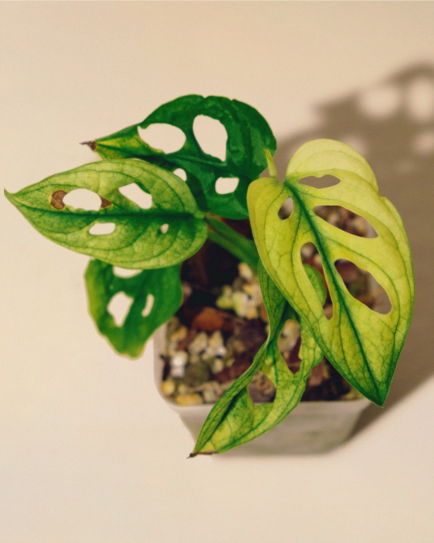 monstera adansonii precio Monstera Adansonii Albo Mini 03