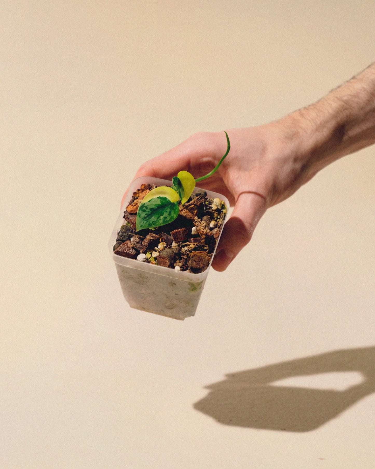 SCINDAPSUS APOLAKI 03