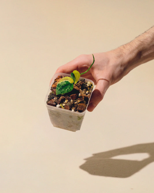 SCINDAPSUS APOLAKI 03