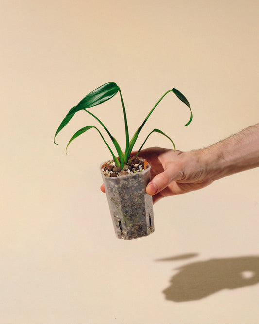 MONSTERA BURLE MARX FLAME BABY 03