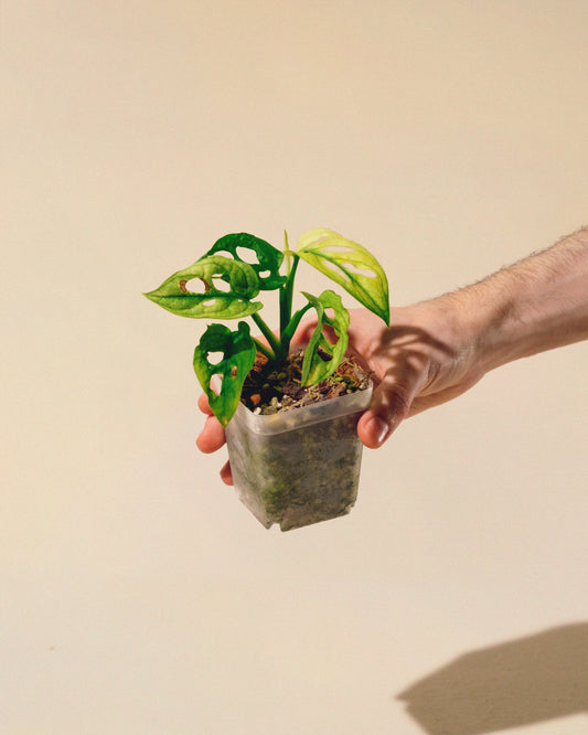 MONSTERA ADANSONII ALBO MINI 03