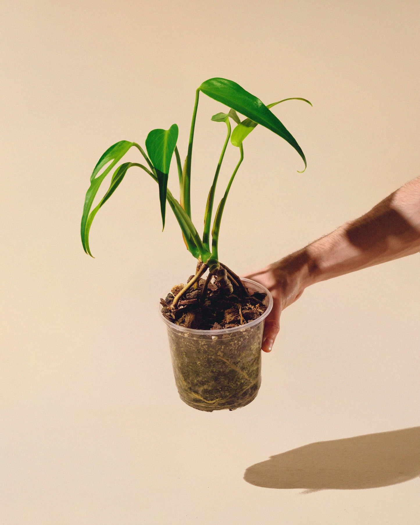 MONSTERA BURLE MARX FLAME M 02