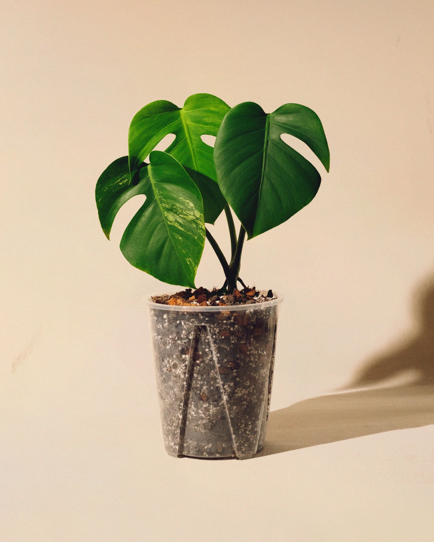 MONSTERA JUNGLE MINT SMALL FORM