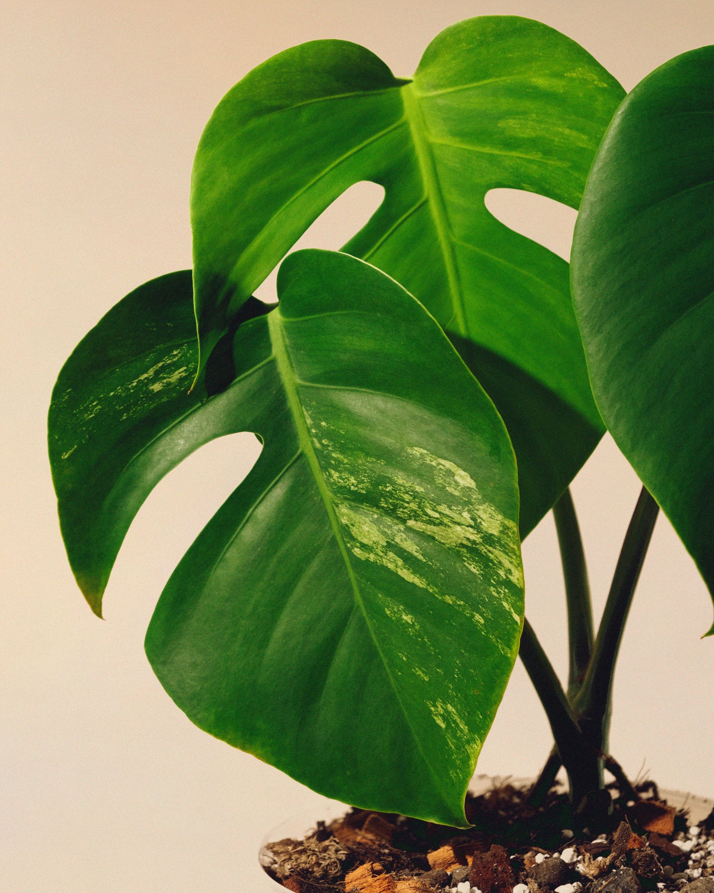 MONSTERA JUNGLE MINT SMALL FORM