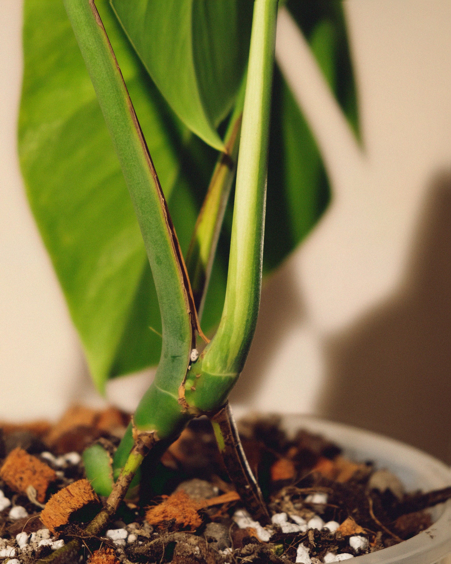 MONSTERA JUNGLE MINT SMALL FORM