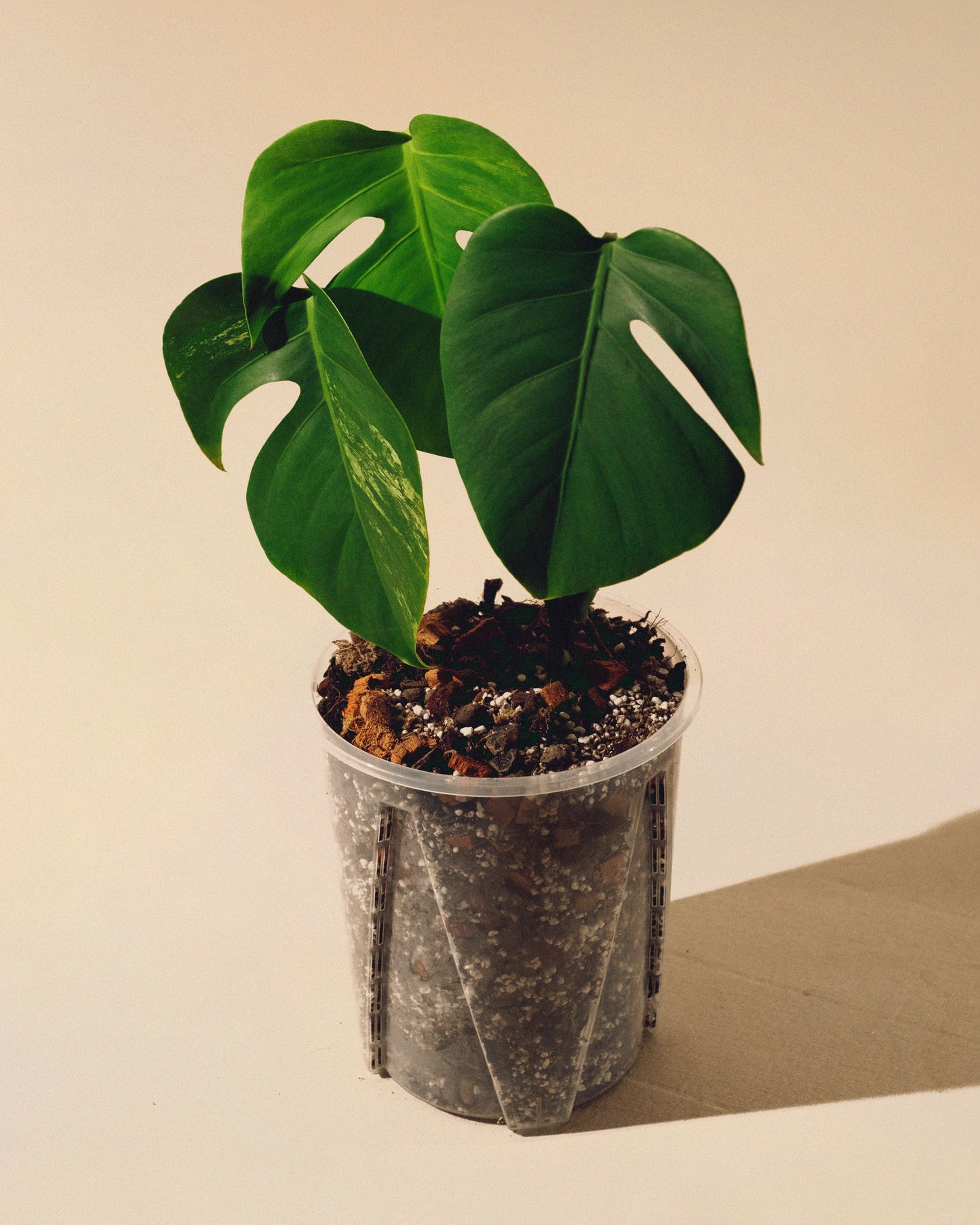 MONSTERA JUNGLE MINT SMALL FORM