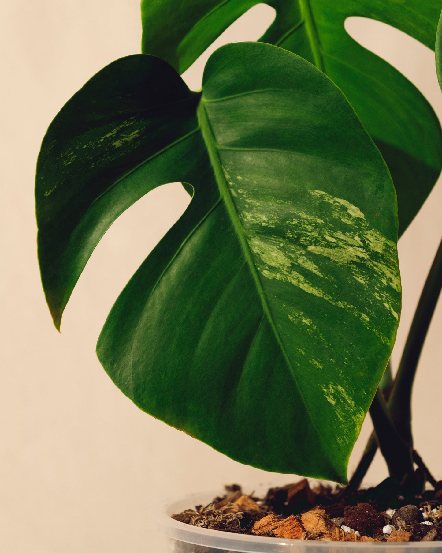 MONSTERA JUNGLE MINT SMALL FORM