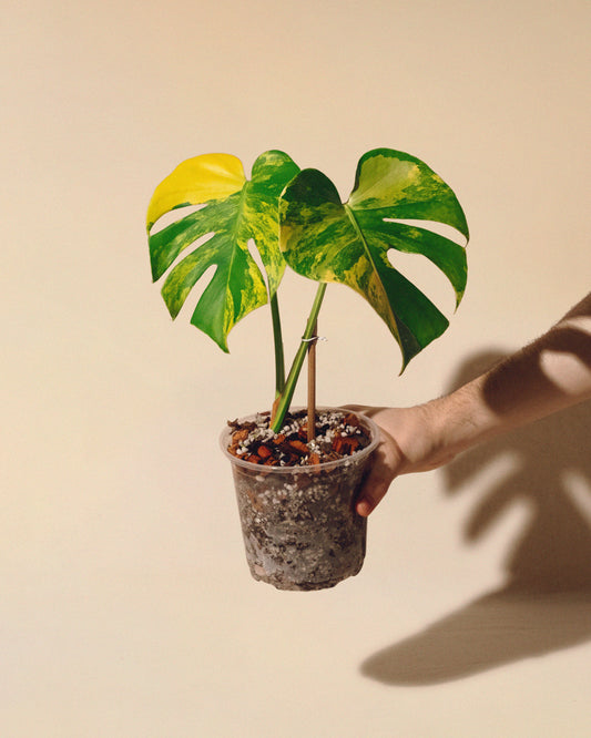 MONSTERA YELLOW MARILYN 02