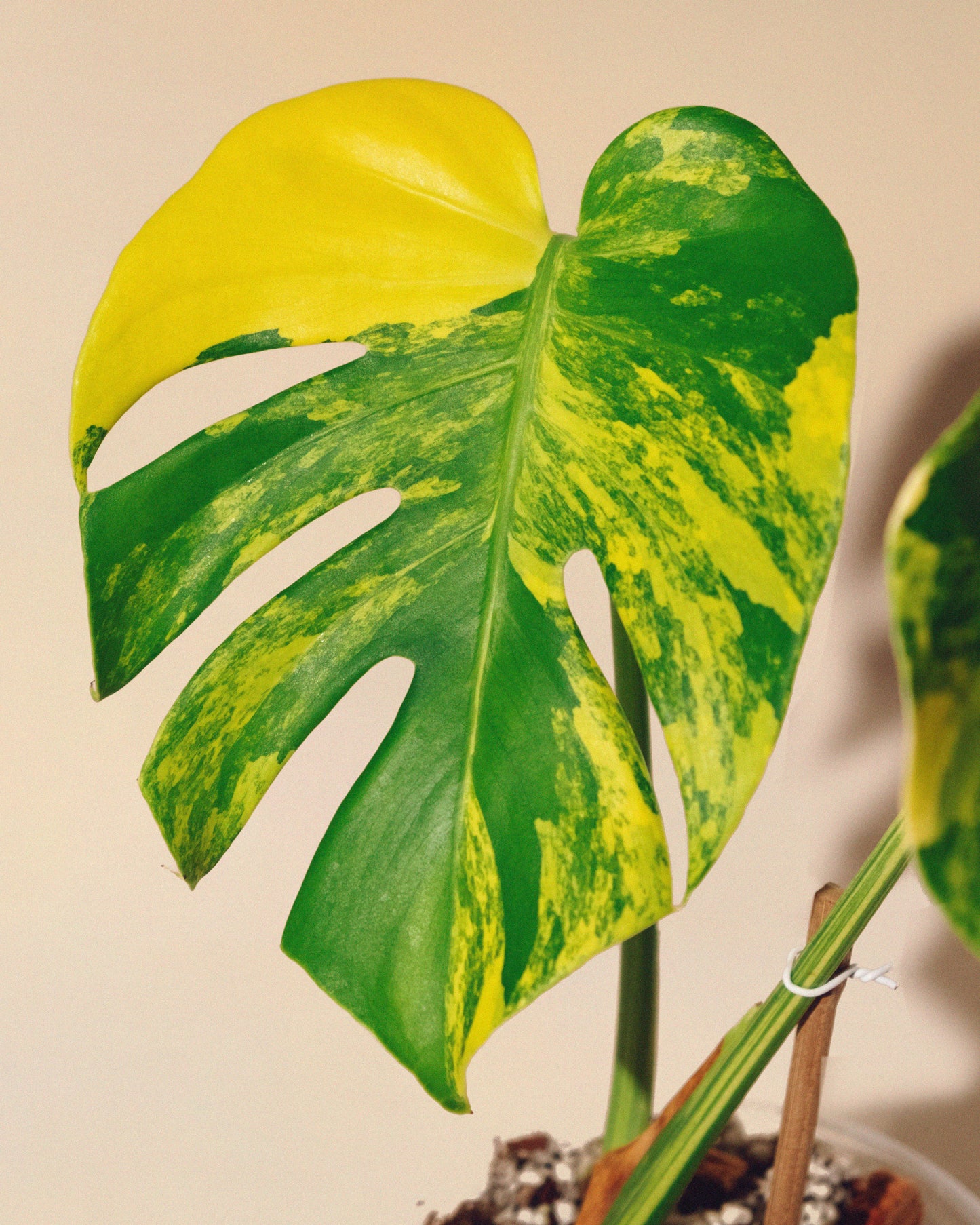 MONSTERA YELLOW MARILYN 02