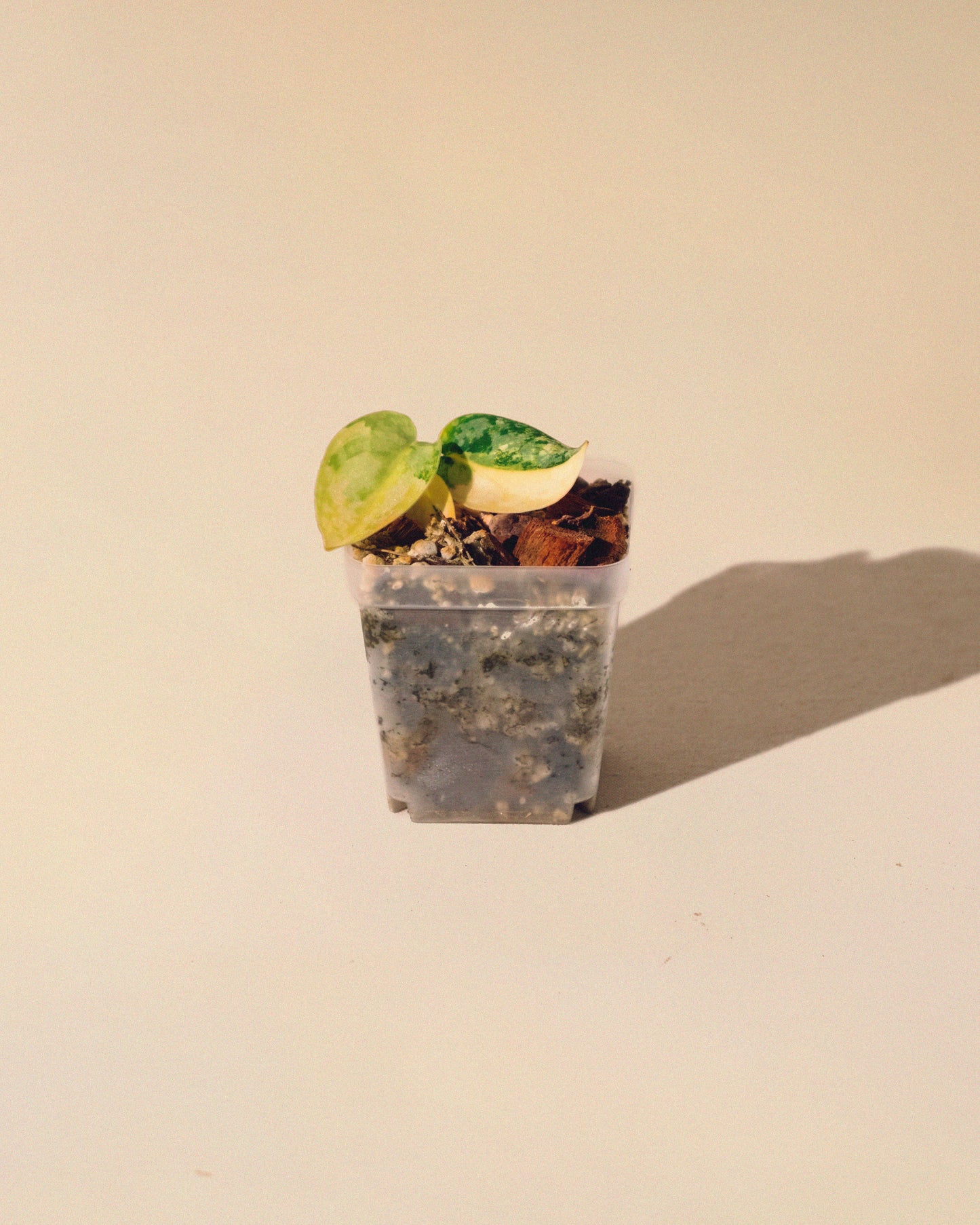 SCINDAPSUS APOLAKI 04