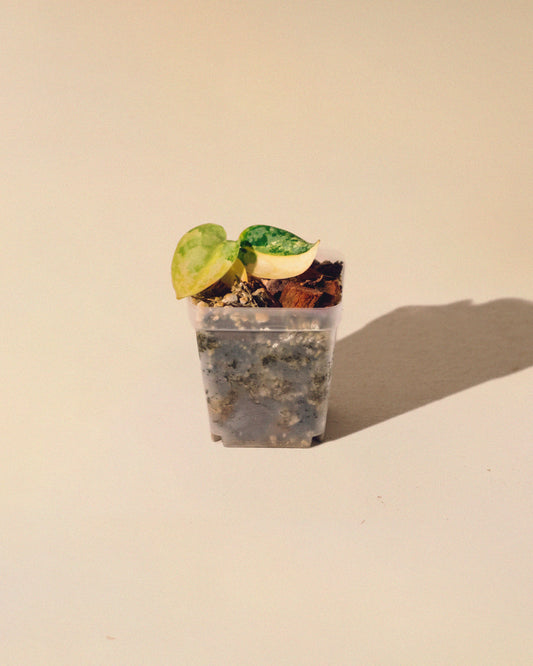 SCINDAPSUS APOLAKI 04