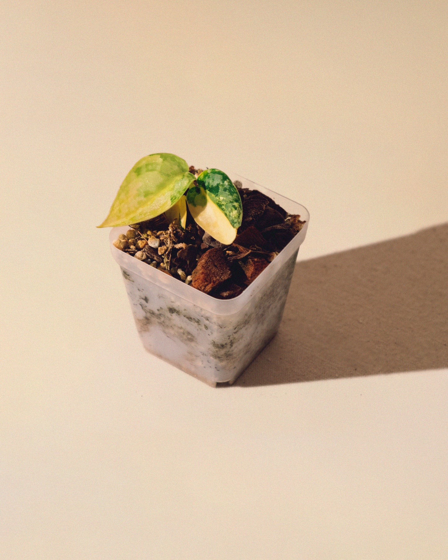 SCINDAPSUS APOLAKI 04