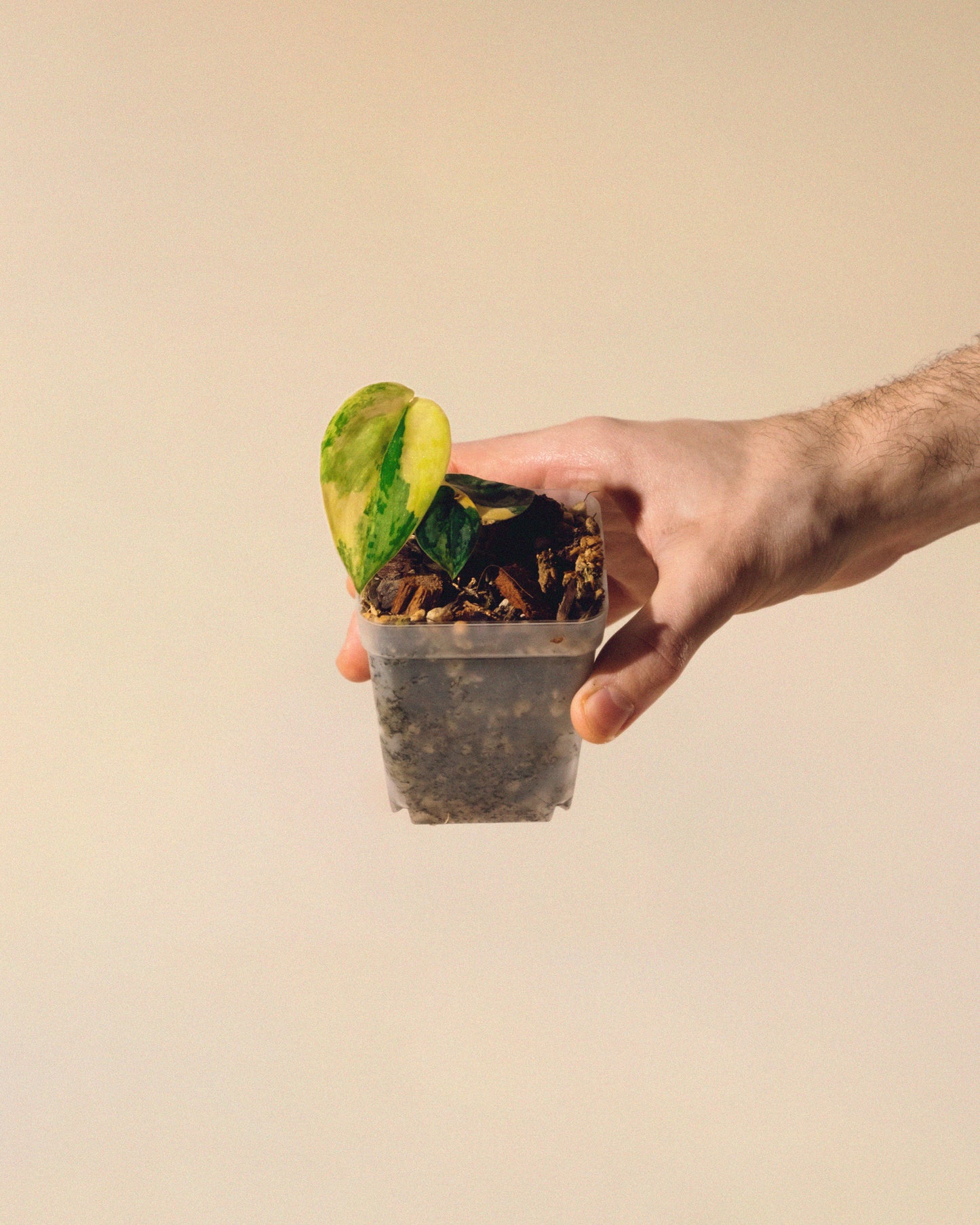 SCINDAPSUS APOLAKI 05