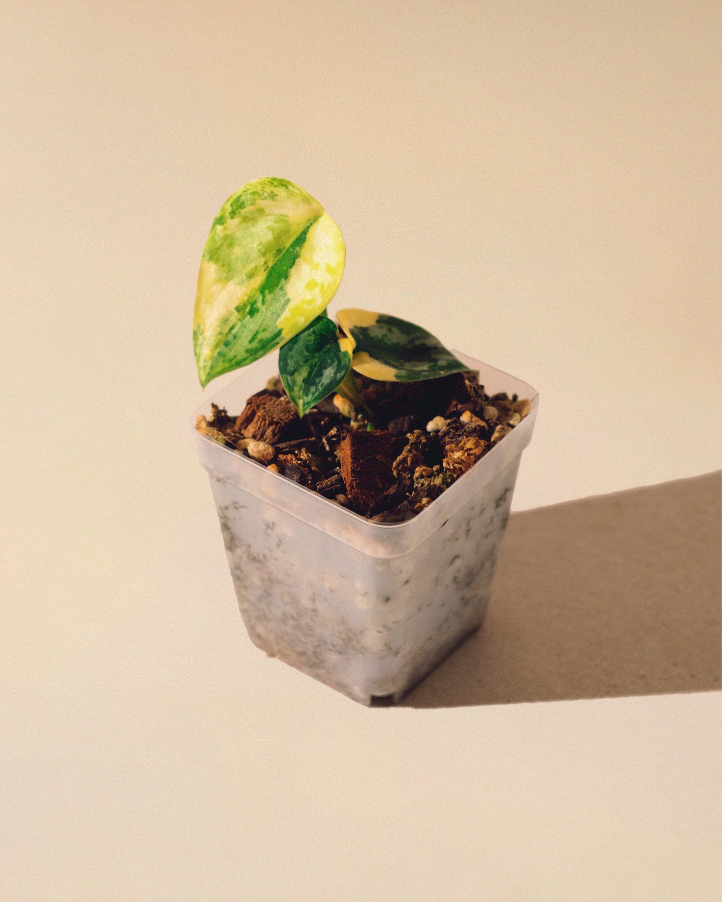 SCINDAPSUS APOLAKI 05