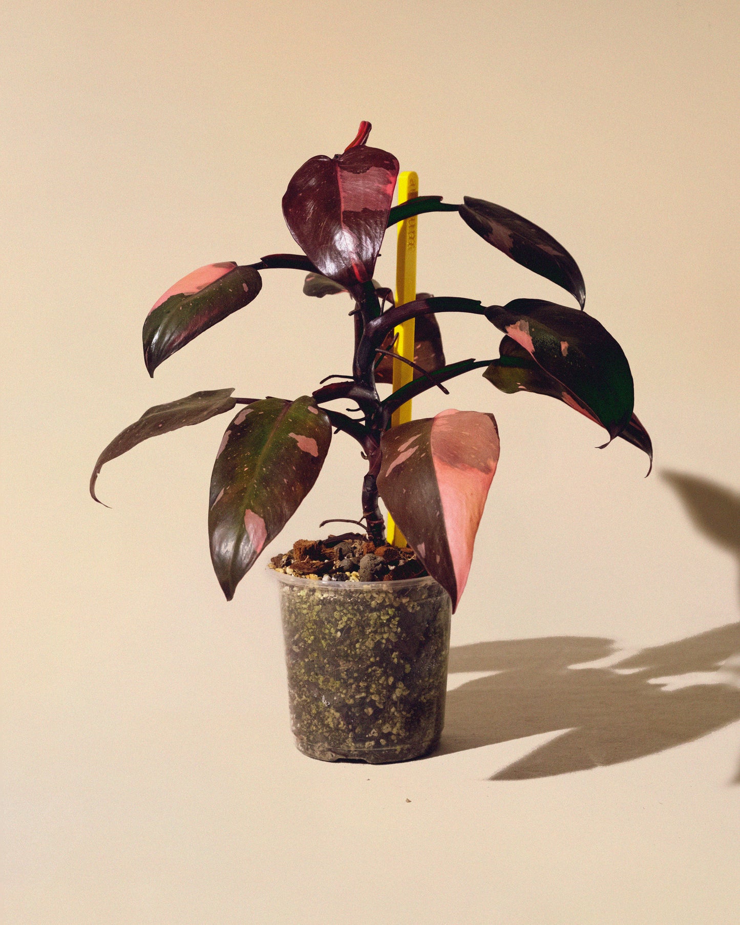 PHILODENDRON PINK PRINCESS MARBLE