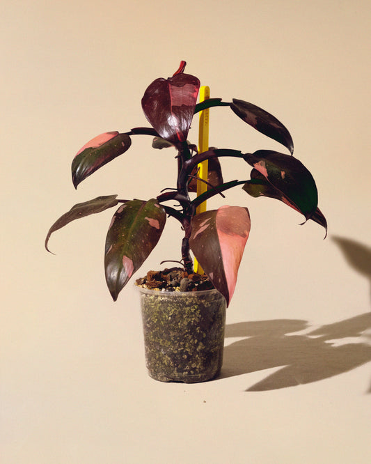 PHILODENDRON PINK PRINCESS MARBLE