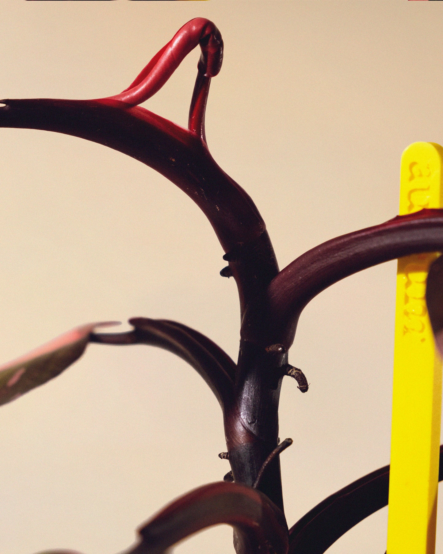 PHILODENDRON PINK PRINCESS MARBLE