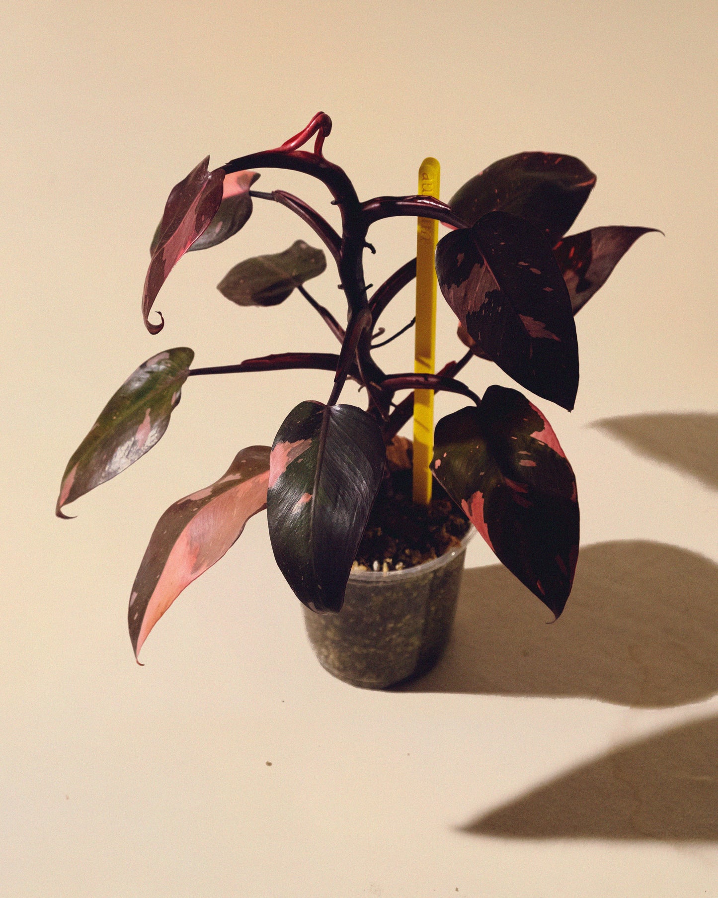 PHILODENDRON PINK PRINCESS MARBLE