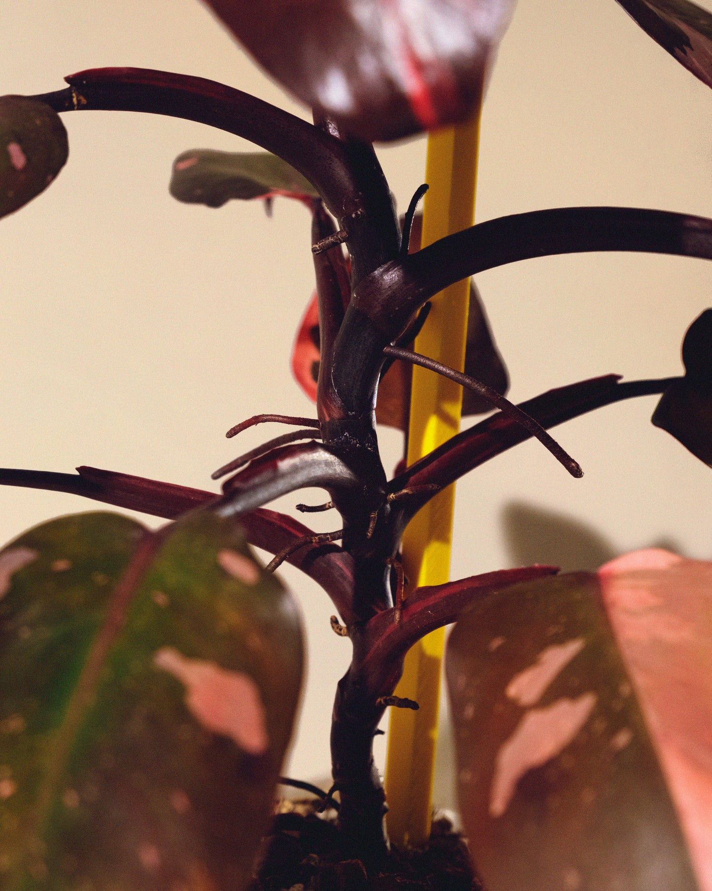 PHILODENDRON PINK PRINCESS MARBLE