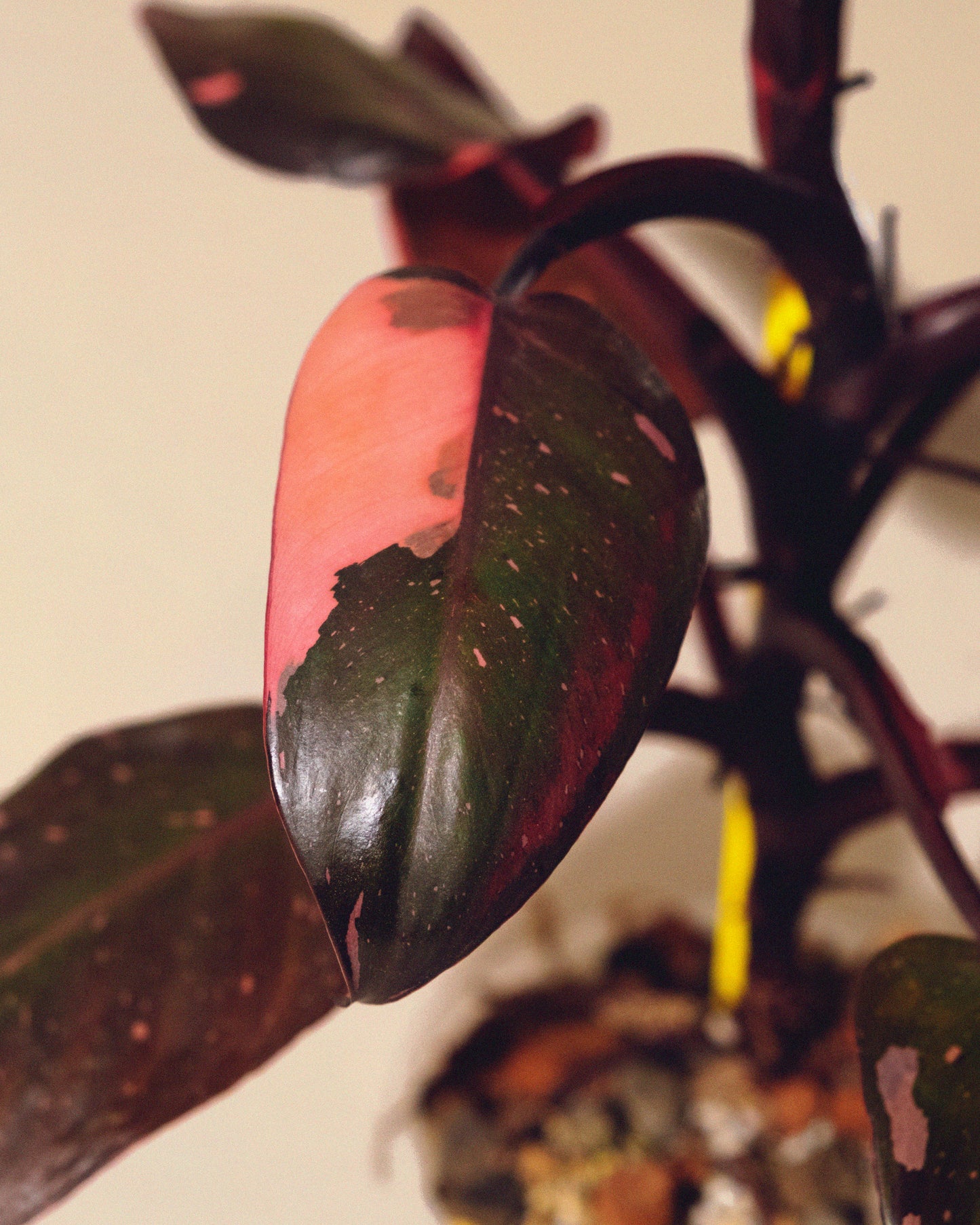 PHILODENDRON PINK PRINCESS MARBLE