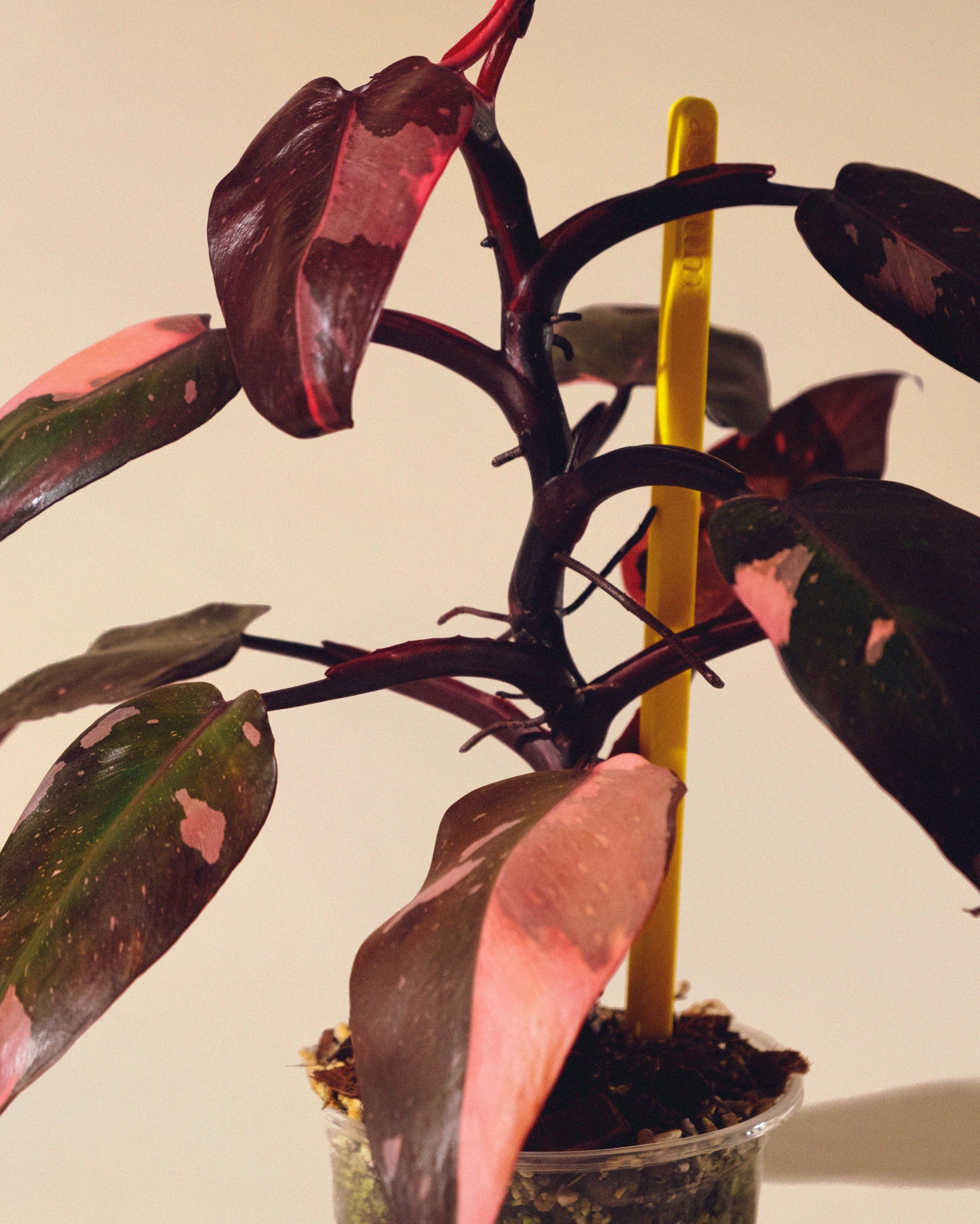 PHILODENDRON PINK PRINCESS MARBLE
