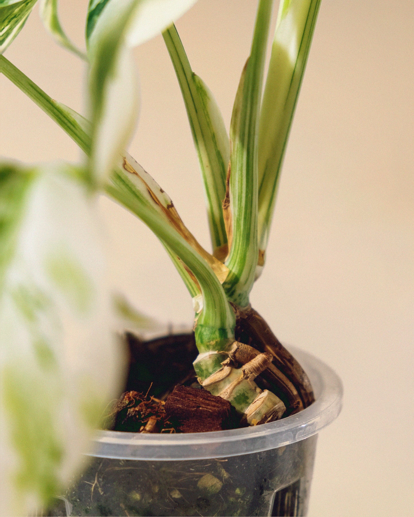 MONSTERA ALBO BABY
