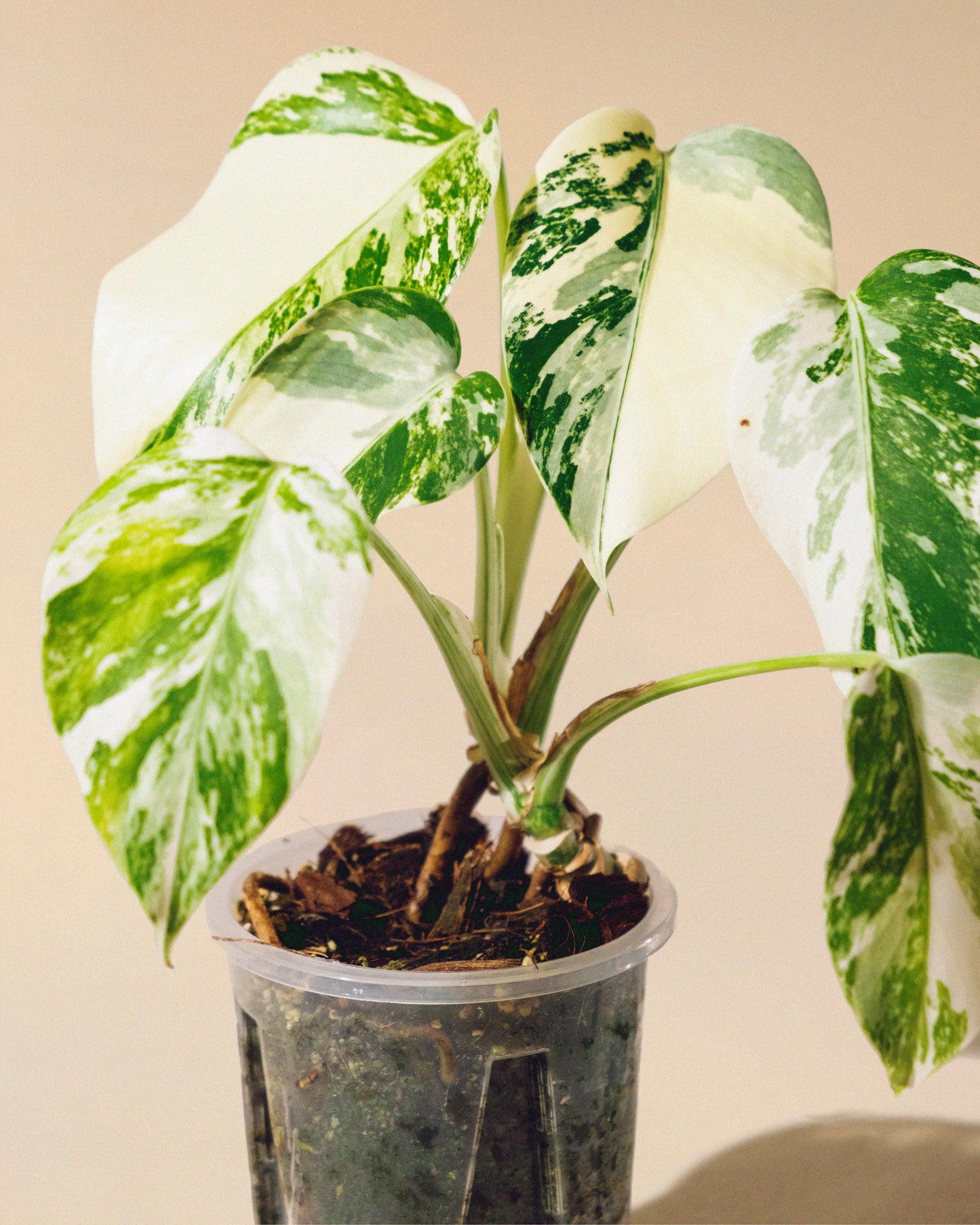 MONSTERA ALBO BABY