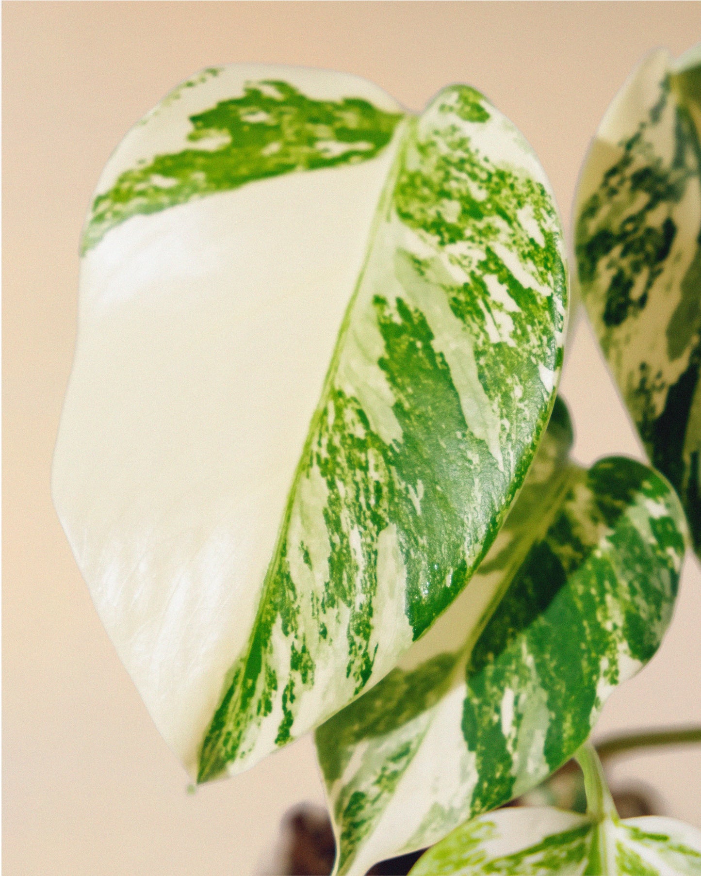 MONSTERA ALBO BABY