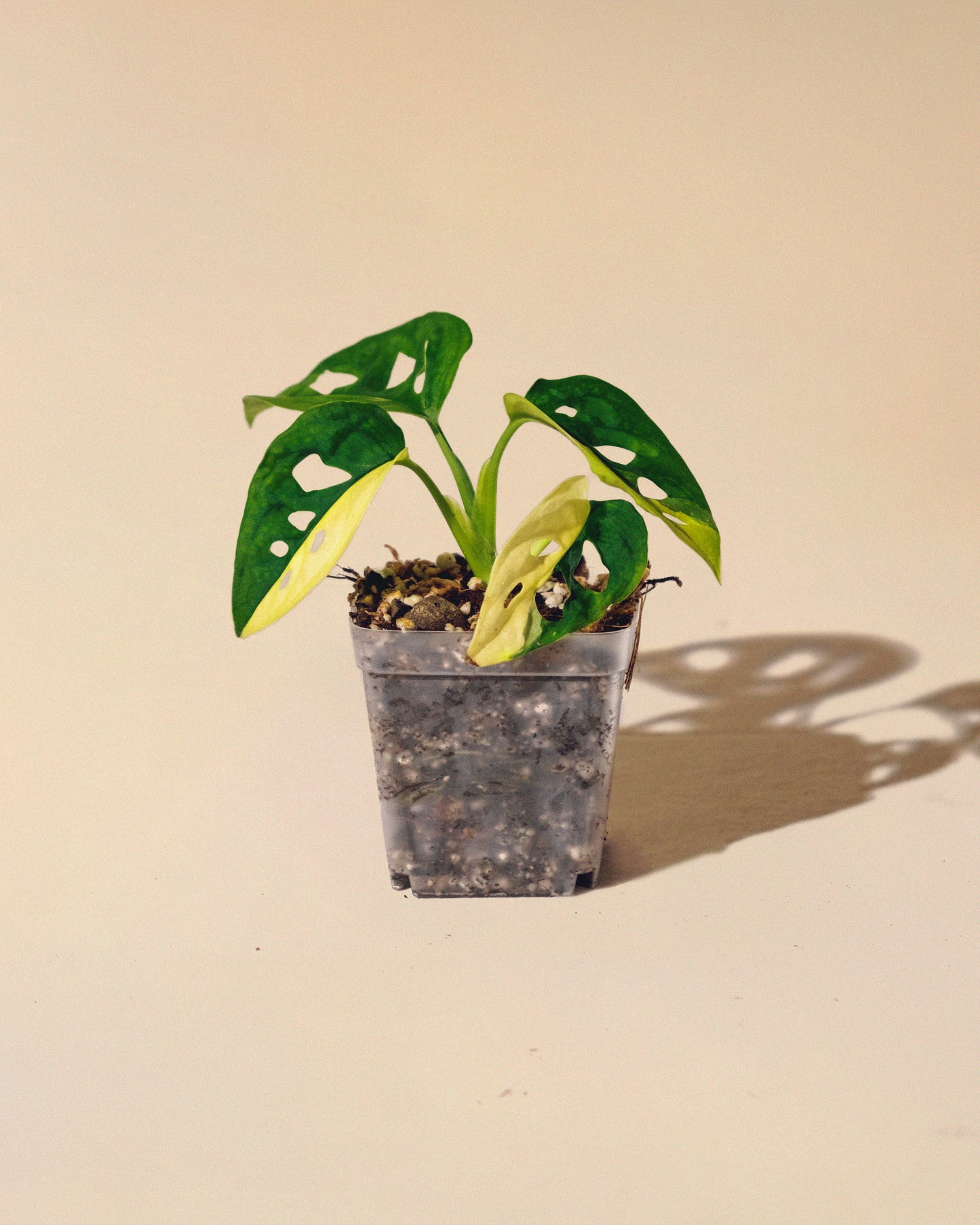 MONSTERA ADANSONII AUREA HALFMOON