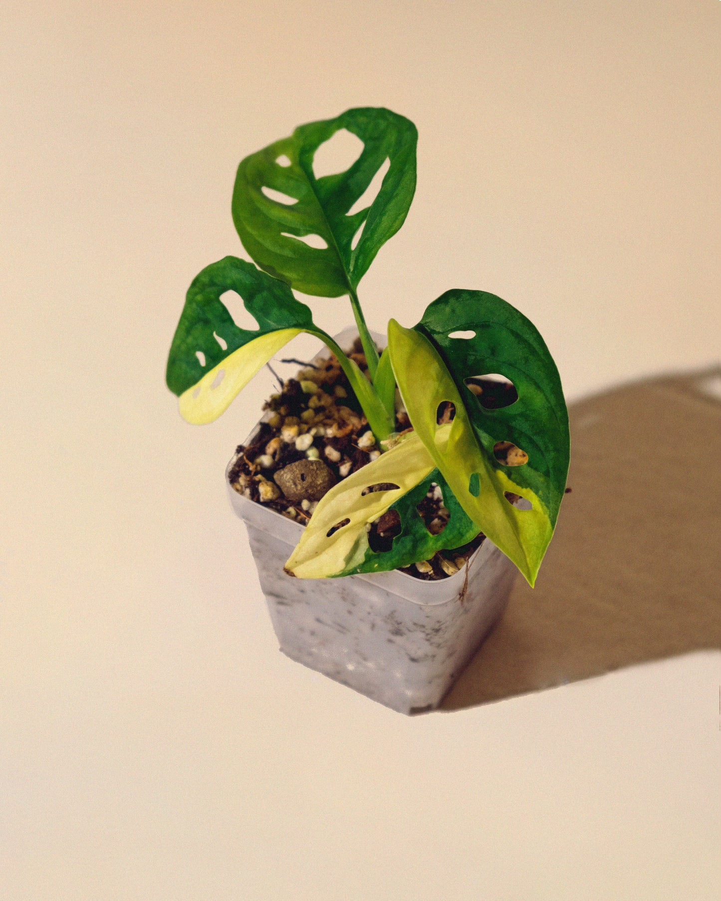 MONSTERA ADANSONII AUREA HALFMOON