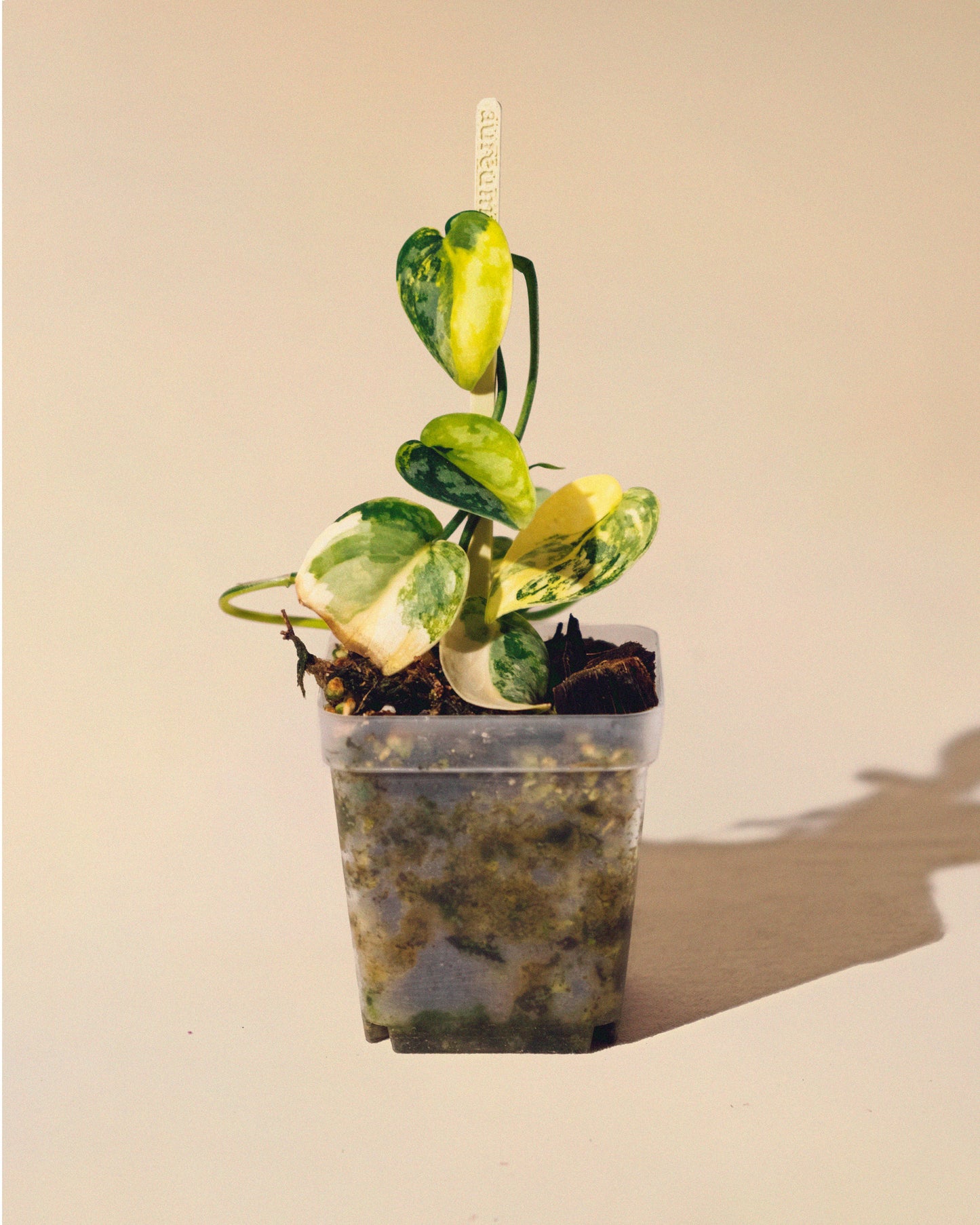 SCINDAPSUS APOLAKI 05
