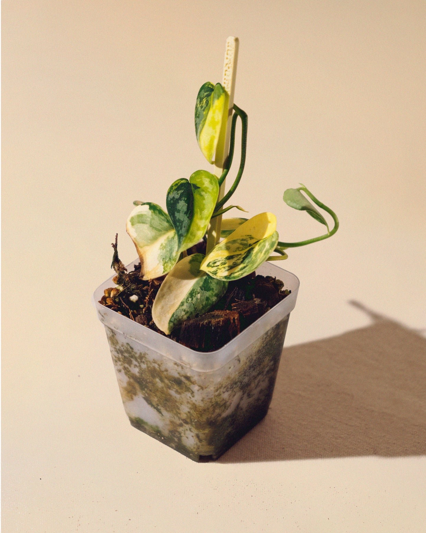 SCINDAPSUS APOLAKI 05