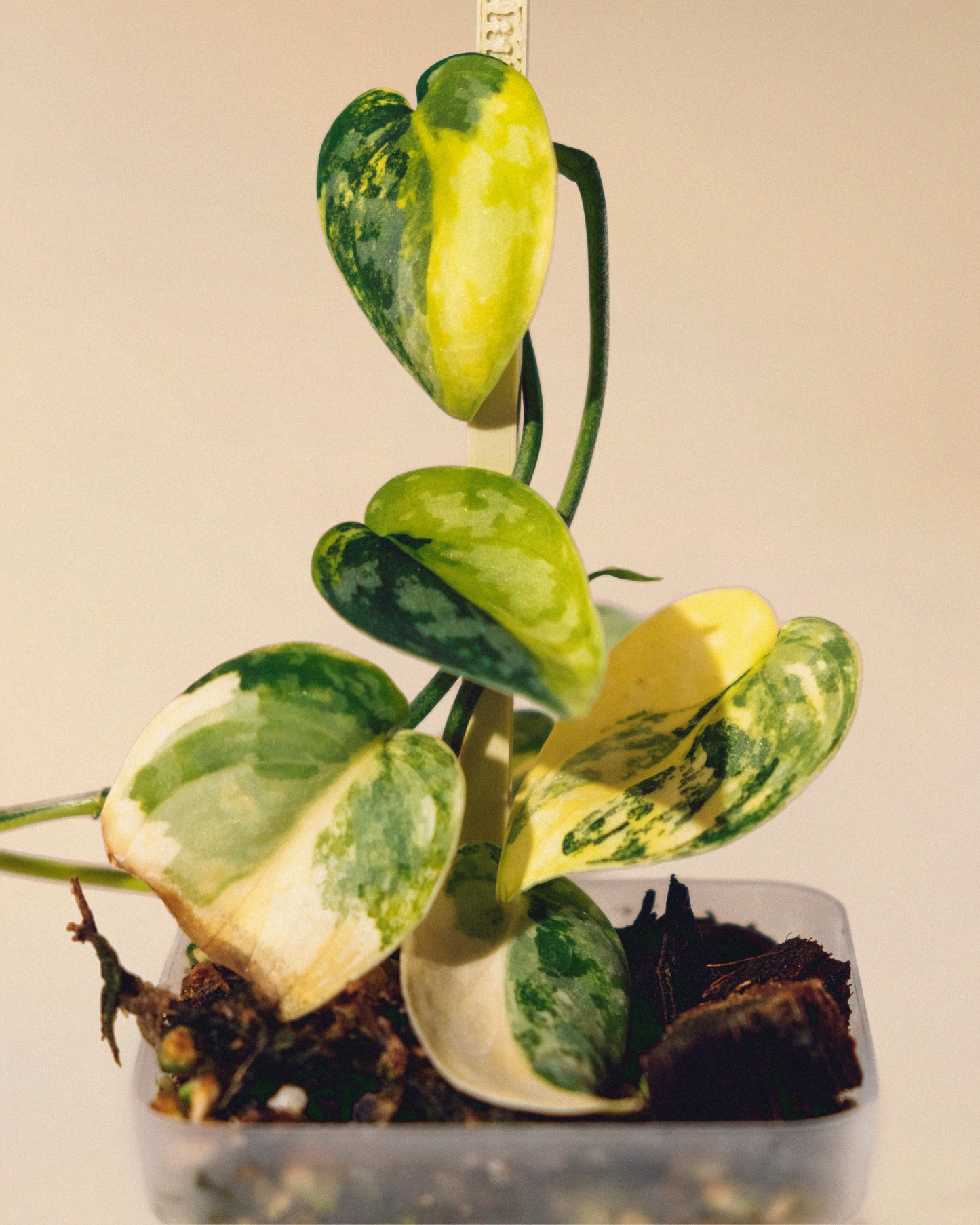 SCINDAPSUS APOLAKI 05