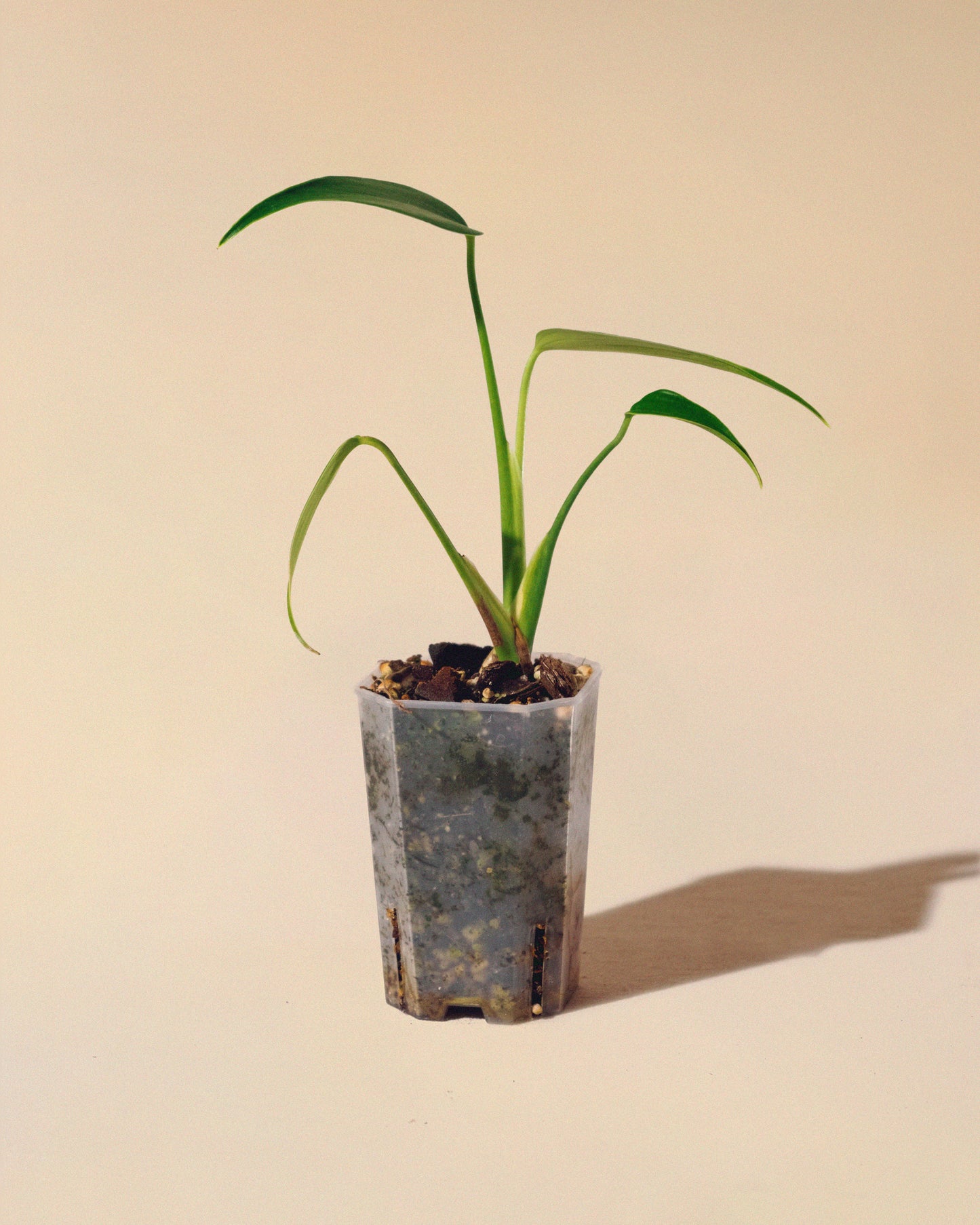 MONSTERA BURLE MARX FLAME Baby