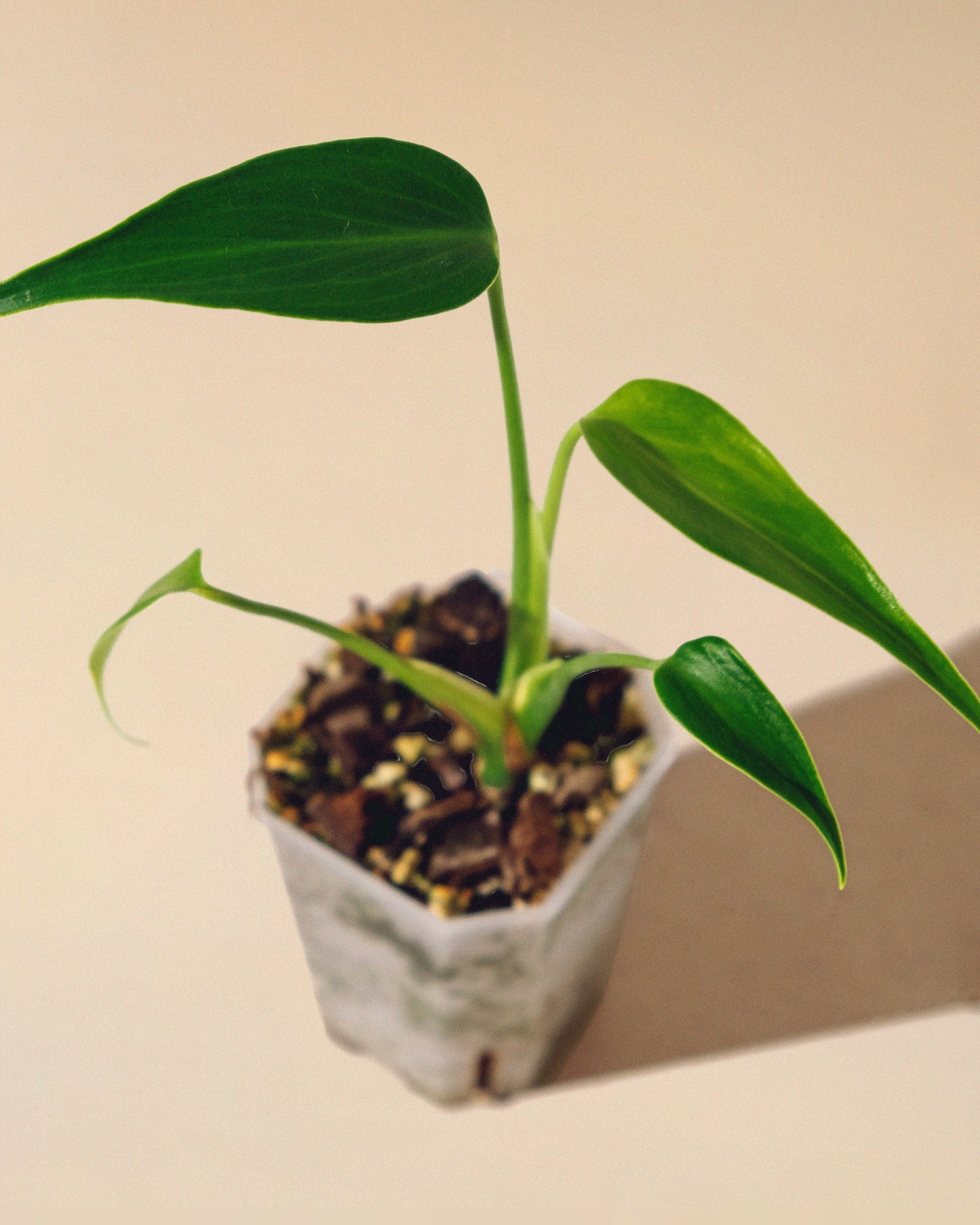 MONSTERA BURLE MARX FLAME Baby