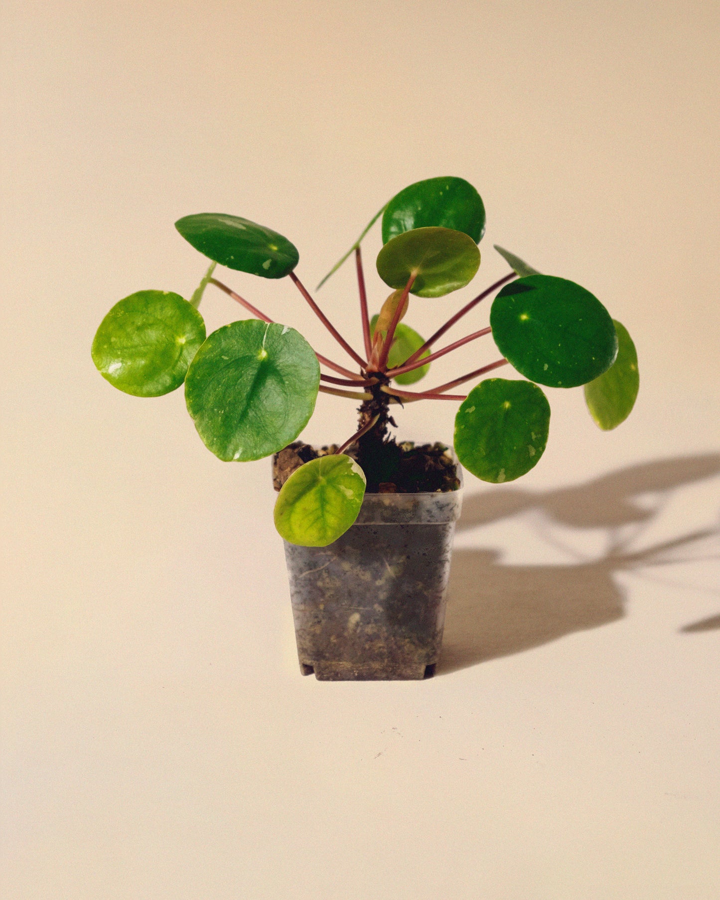 PILEA PEPEROMIOIDES 'White Splash' BABY
