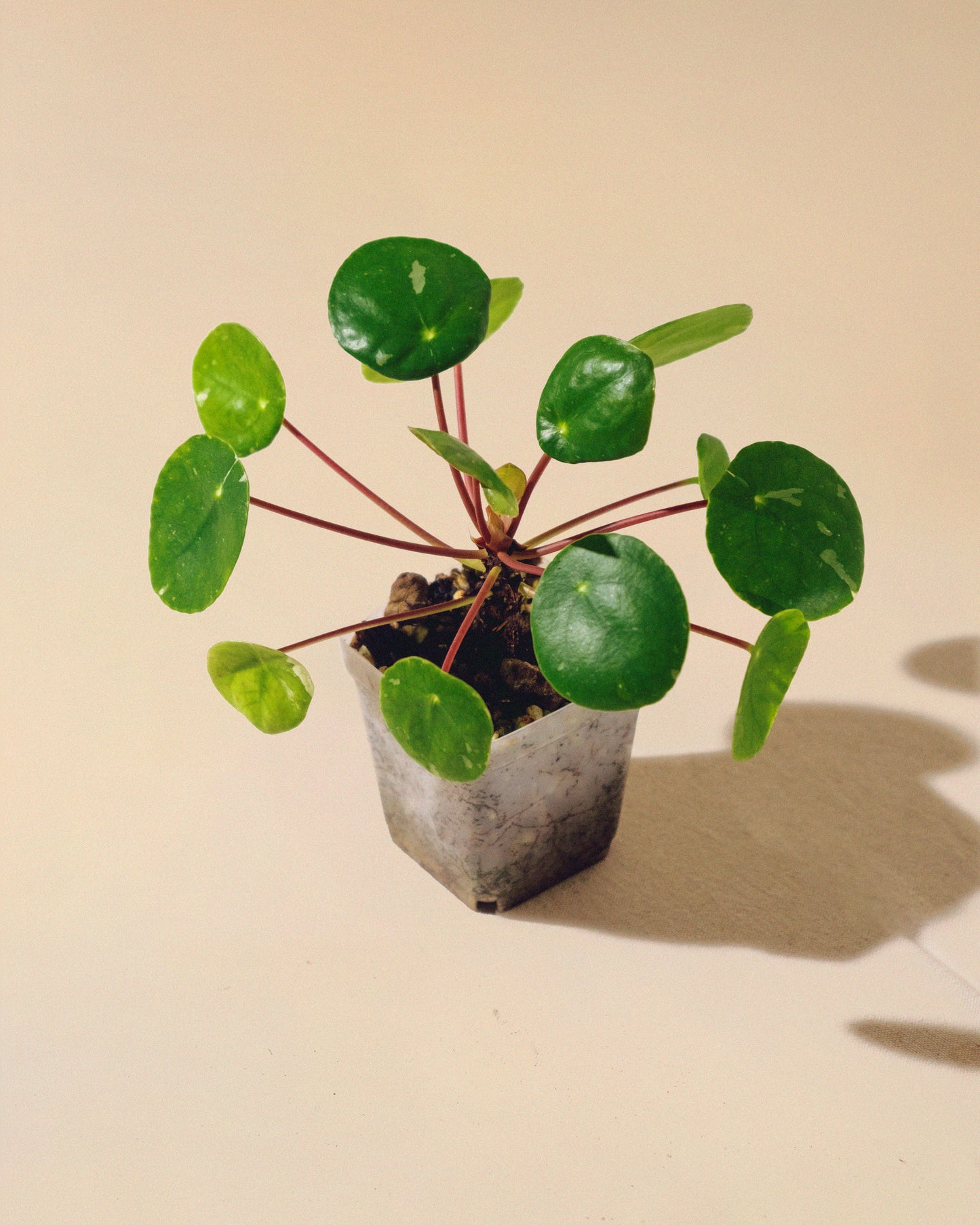 PILEA PEPEROMIOIDES 'White Splash' BABY