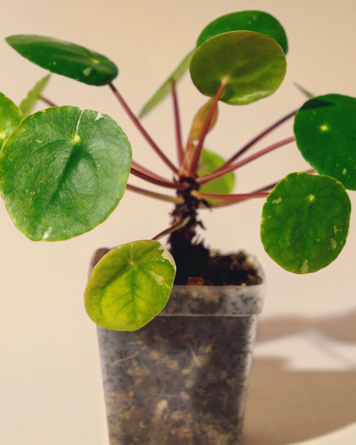 PILEA PEPEROMIOIDES 'White Splash' BABY