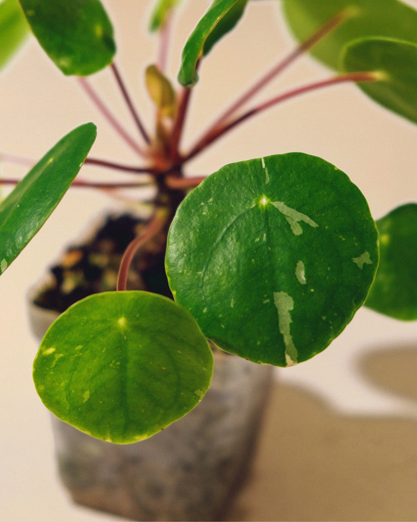 PILEA PEPEROMIOIDES 'White Splash' BABY
