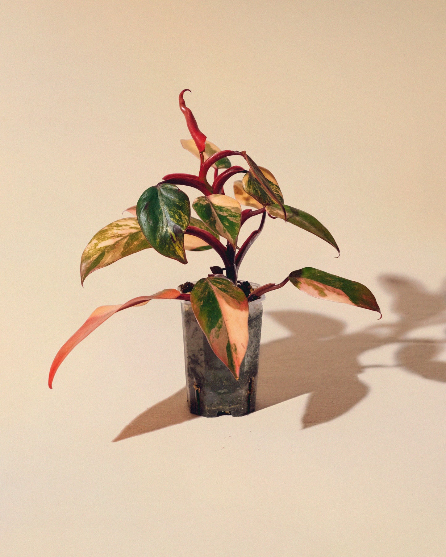 PHILODENDRON STRAWBERRY SHAKE