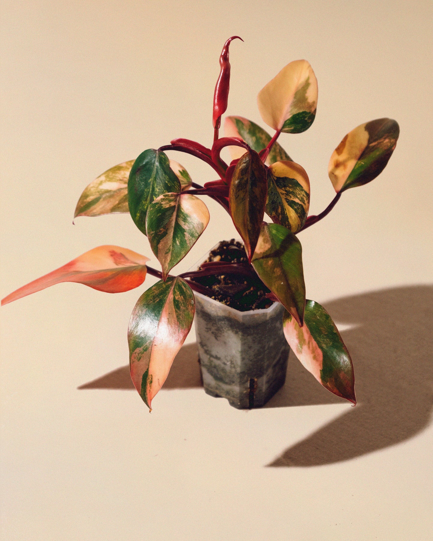 PHILODENDRON STRAWBERRY SHAKE