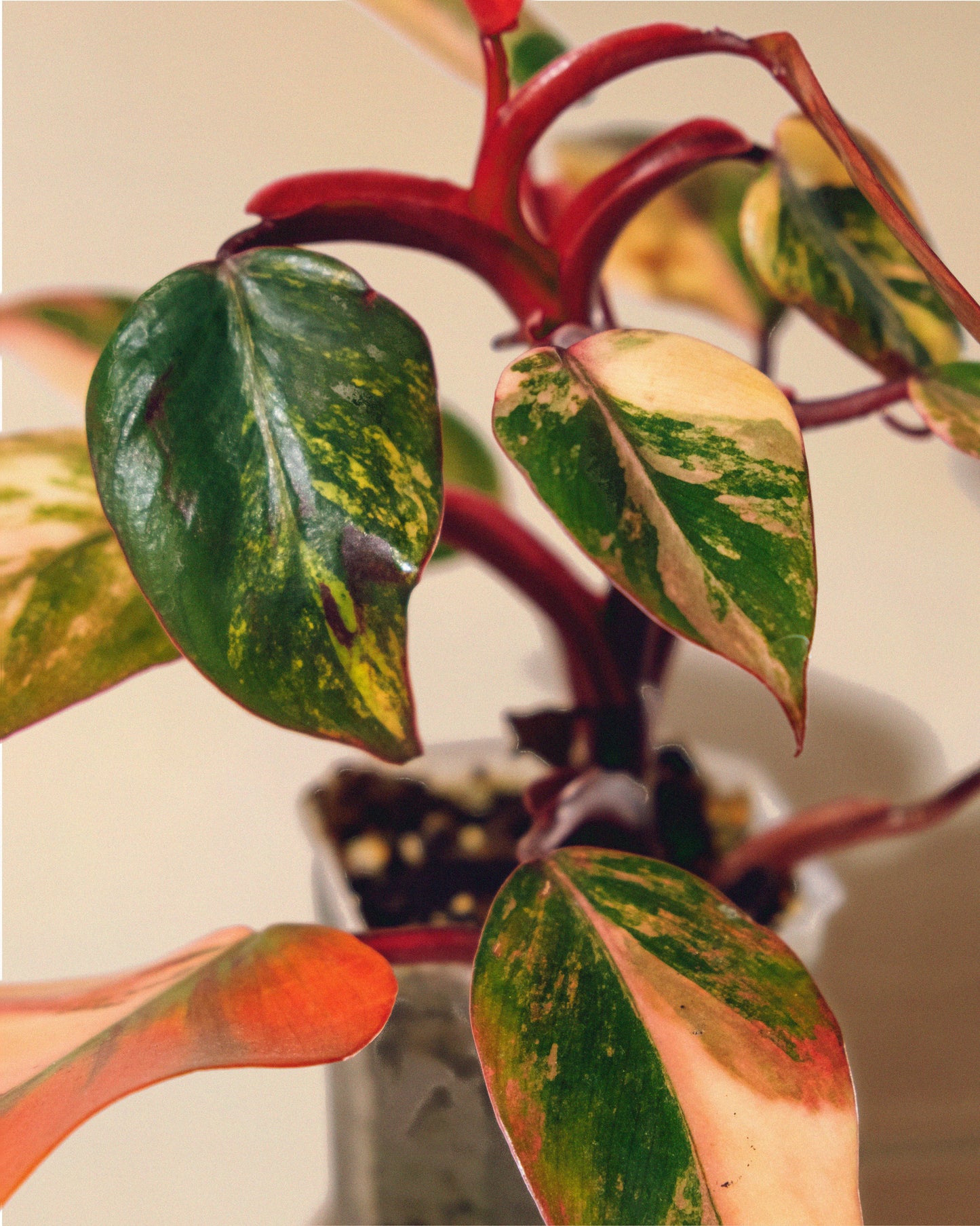 PHILODENDRON STRAWBERRY SHAKE