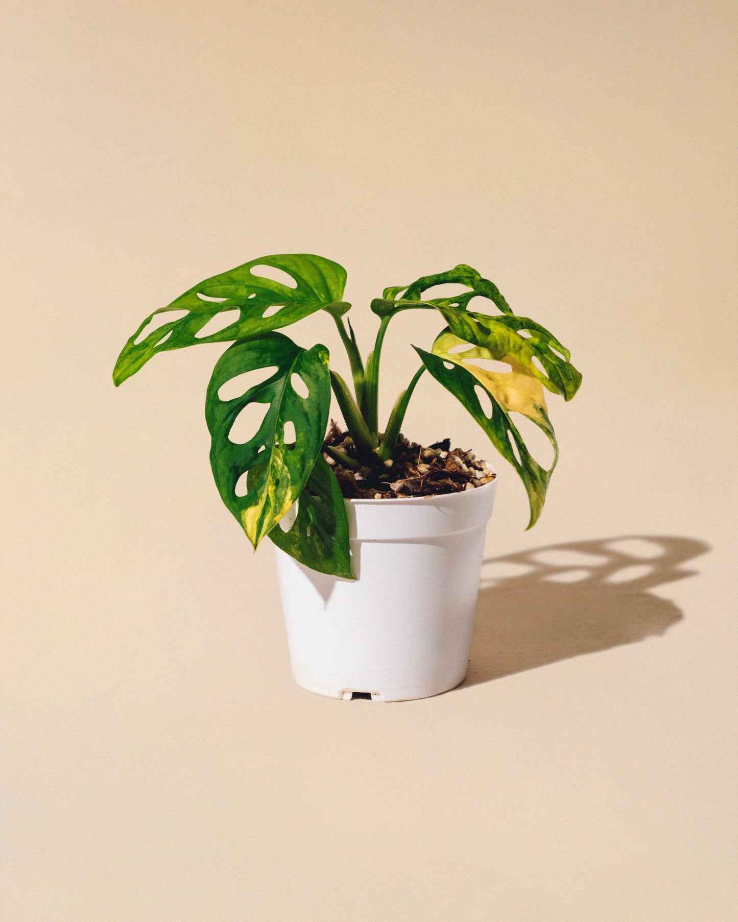 MONSTERA ADANSONII AUREA