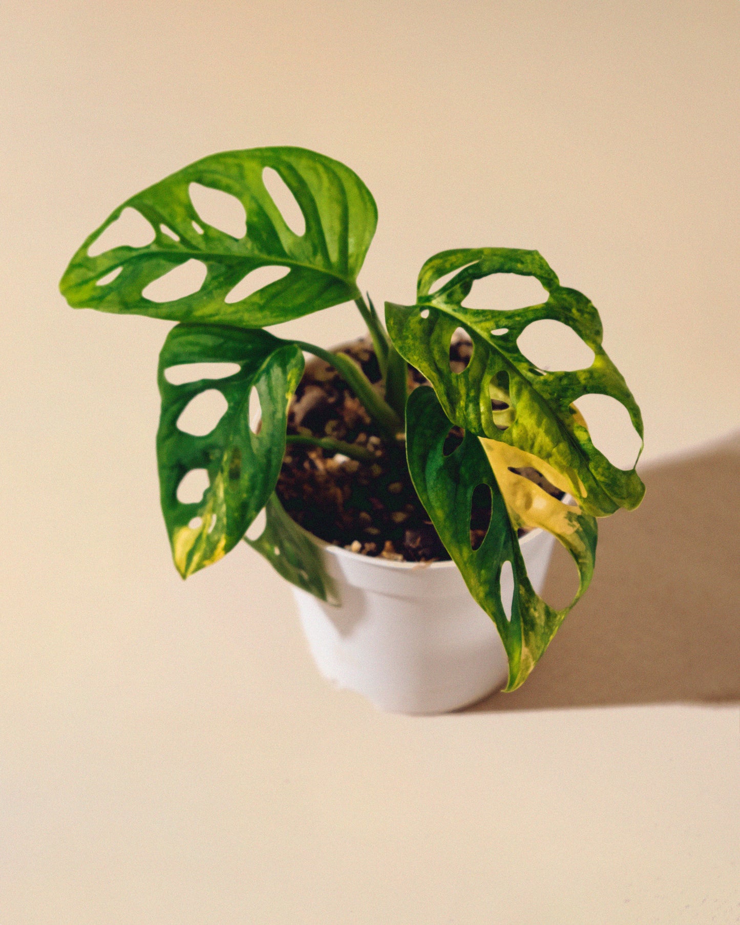 MONSTERA ADANSONII AUREA