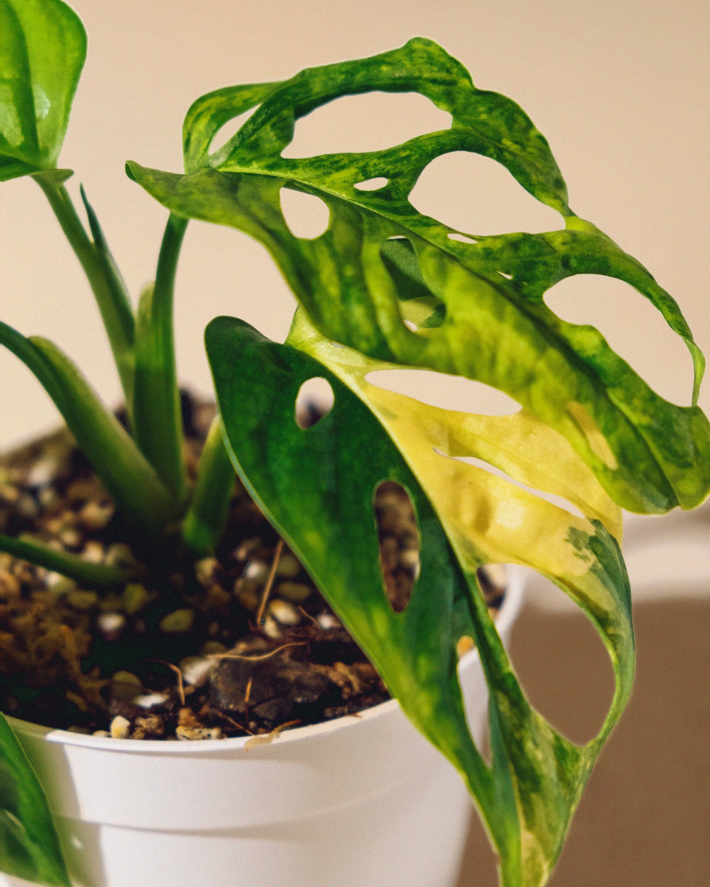 MONSTERA ADANSONII AUREA