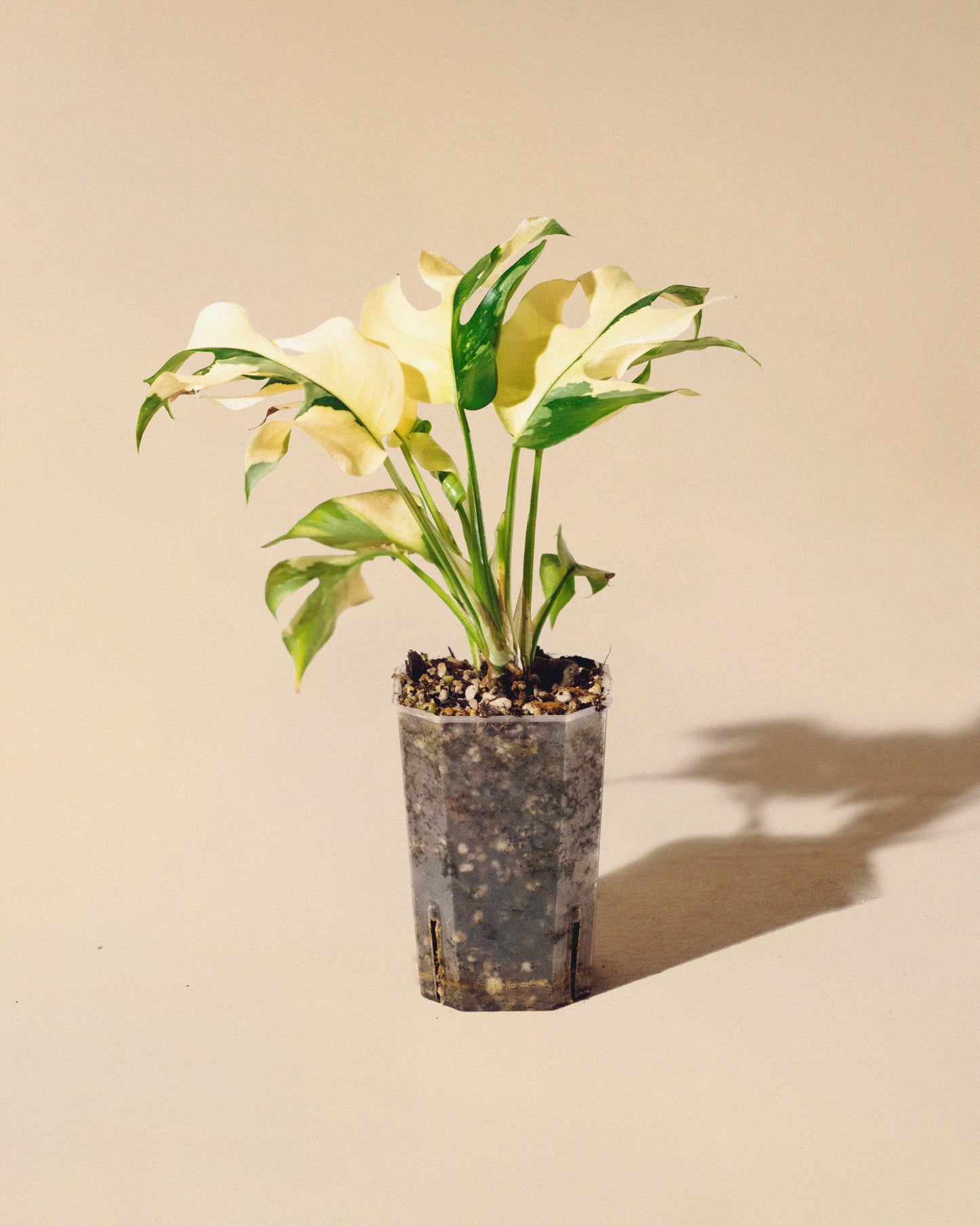 RHAPHIDOPHORA TETRASPERMA ALBO 02