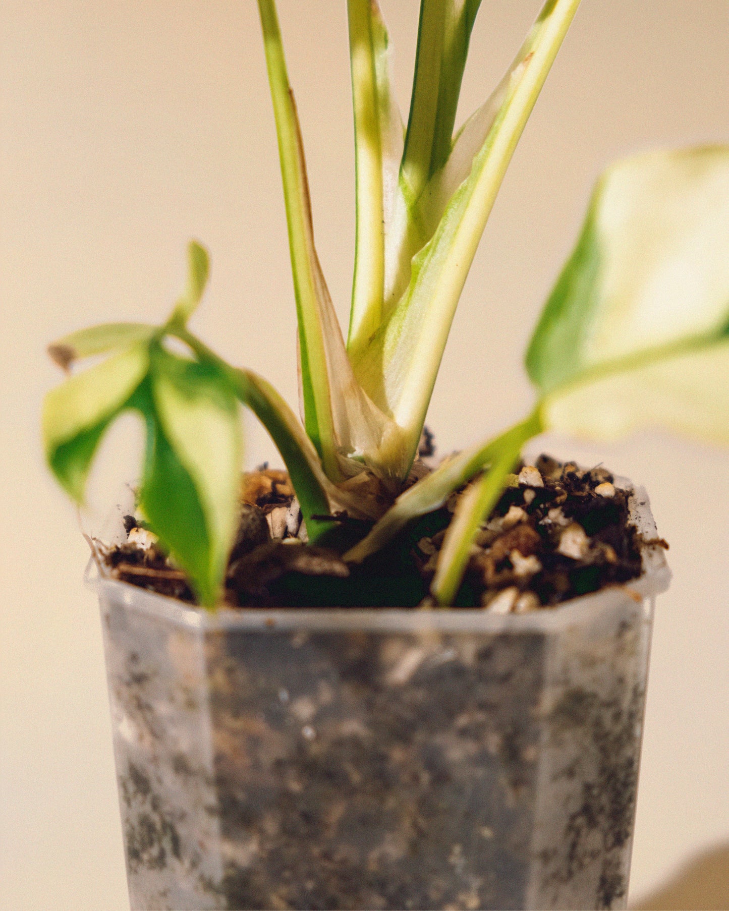 RHAPHIDOPHORA TETRASPERMA ALBO 02